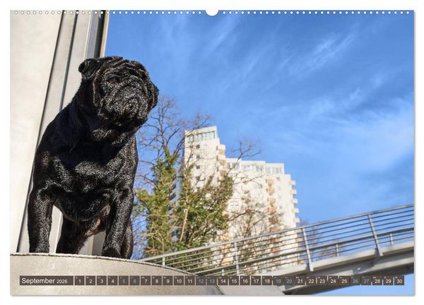 Produktbild: Reinbek mopsfidel (hochwertiger Premium Wandkalender 2026 DIN A2 quer), Kunstdruck in Hochglanz