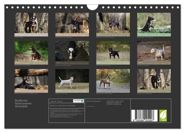 Produktbild: Bullterrier, liebenswerte Sturk&ouml;pfe (Wandkalender 2027 DIN A4 quer), CALVENDO Monatskalender