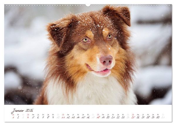 Produktbild: Wunderbare Australian Shepherds (hochwertiger Premium Wandkalender 2026 DIN A2 quer), Kunstdruck in Hochglanz