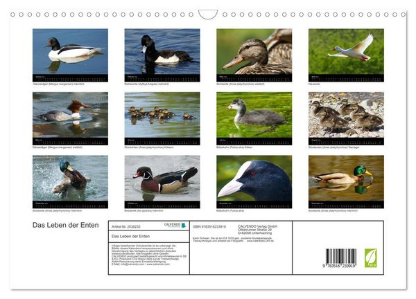Produktbild: Das Leben der Enten (Wandkalender 2026 DIN A3 quer), CALVENDO Monatskalender