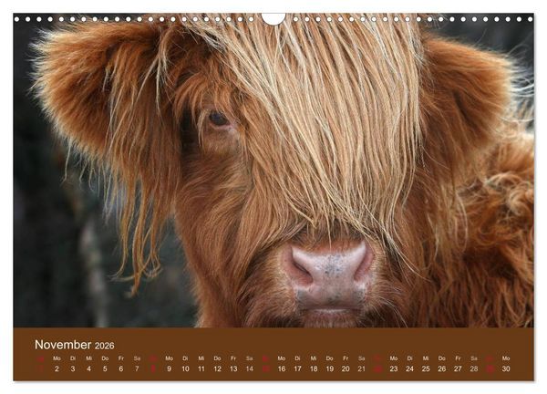 Produktbild: Schottische Hochlandrinder - Highland Cattle (Wandkalender 2026 DIN A3 quer), CALVENDO Monatskalender