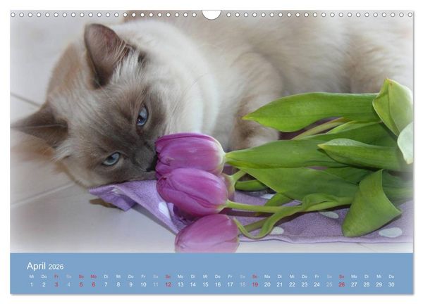 Produktbild: Engel auf 4 Pfoten - Ragdolls 2026 (Wandkalender 2026 DIN A3 quer), CALVENDO Monatskalender