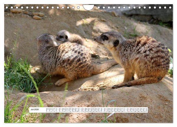 Produktbild: Erdm&auml;nnchen - Die Kobolde im Tierreich (Wandkalender 2026 DIN A4 quer), CALVENDO Monatskalender