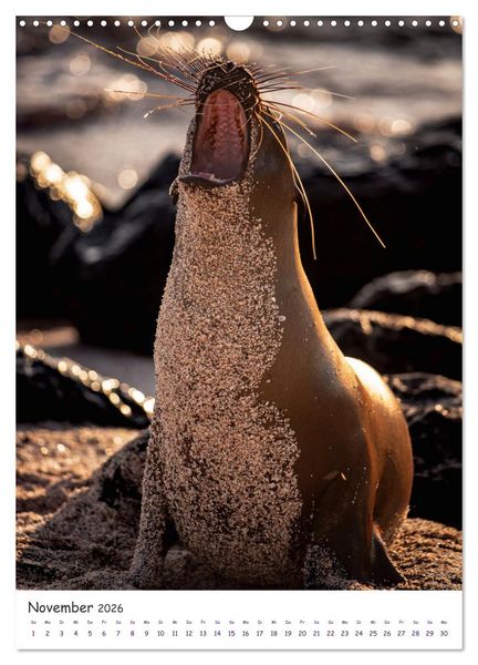 Produktbild: Wildlife - Die Tierwelt der Galapagos Inseln (Wandkalender 2026 DIN A3 hoch), CALVENDO Monatskalender