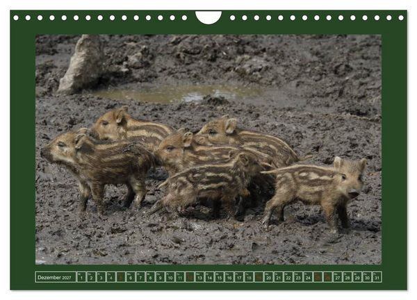 Produktbild: Schweinkram - Die Wildschweine sind los (Wandkalender 2027 DIN A4 quer), CALVENDO Monatskalender