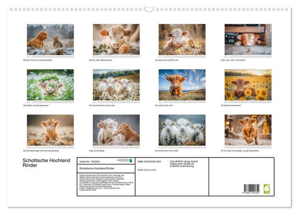 Produktbild: Schottische Hochland Rinder (Wandkalender 2026 DIN A2 quer), CALVENDO Monatskalender