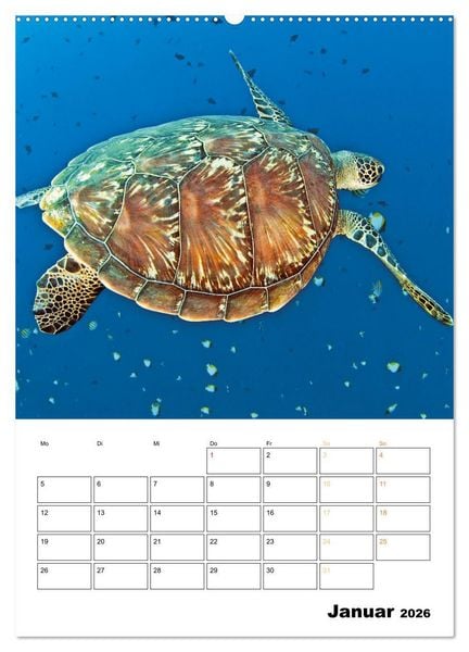 Produktbild: Wunderbare Wasserwelt der Meeresschildkr&ouml;ten (Wandkalender 2026 DIN A2 hoch), CALVENDO Monatskalender