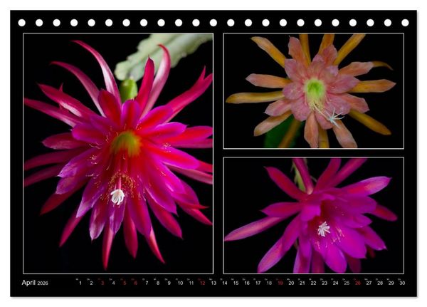 Produktbild: Epiphyllum-Hybriden (Tischkalender 2026 DIN A5 quer), CALVENDO Monatskalender