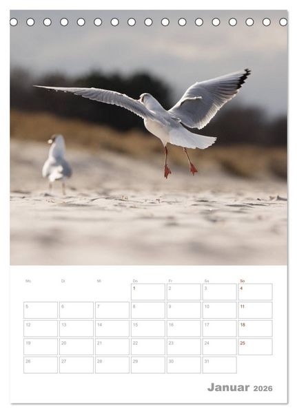 Produktbild: M&ouml;wen - die V&ouml;gel der K&uuml;ste (Tischkalender 2026 DIN A5 hoch), CALVENDO Monatskalender