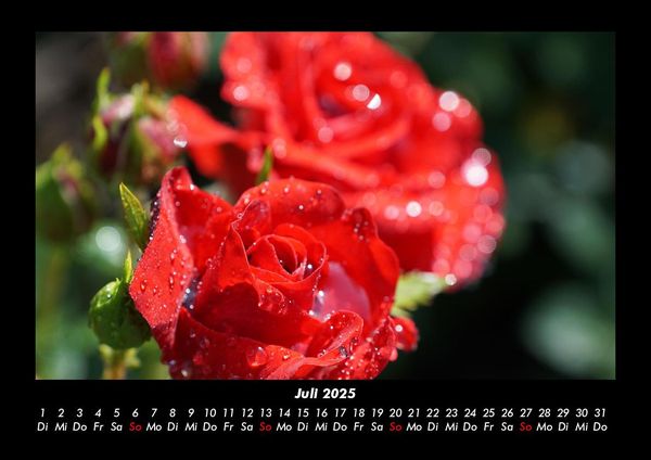 Produktbild: Rosen-Kalender 2025 Fotokalender DIN A3