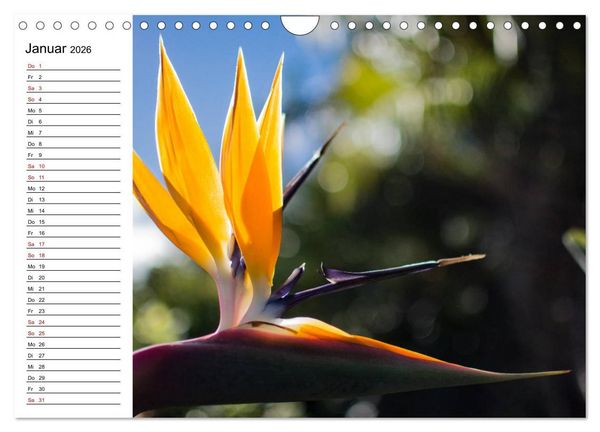 Produktbild: Strelitzien - die Paradiesv&ouml;gel unter den Blumen (Wandkalender 2026 DIN A4 quer), CALVENDO Monatskalender