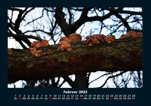 Produktbild: Pilzkalender 2025 Fotokalender DIN A4
