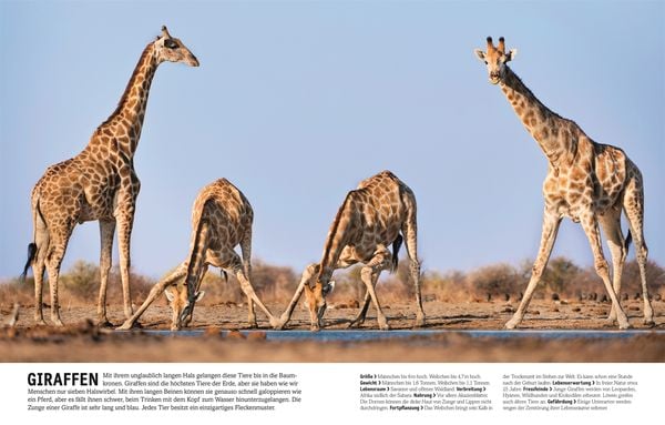 Produktbild: Unsere Welt in 1000 Bildern. Tiere