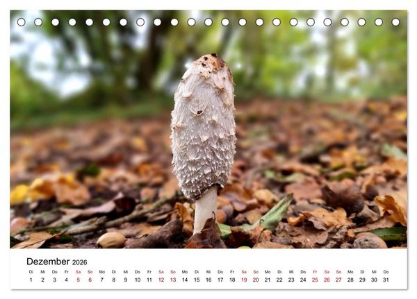 Produktbild: Pilze - Geheimnisvolle Herrscher der W&auml;lder (Tischkalender 2026 DIN A5 quer), CALVENDO Monatskalender