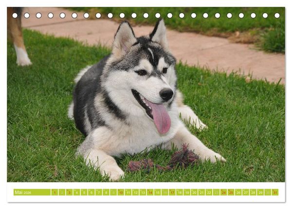 Produktbild: Siberian Husky - der Urtyp (Tischkalender 2026 DIN A5 quer), CALVENDO Monatskalender