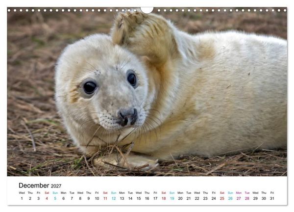 Produktbild: Grey Seal Pups of Donna Nook (Wall Calendar 2027 DIN A3 landscape), CALVENDO 12 Month Wall Calendar