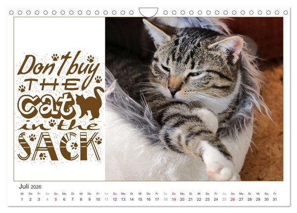 Produktbild: Tierisch Denglisch (Wandkalender 2026 DIN A4 quer), CALVENDO Monatskalender