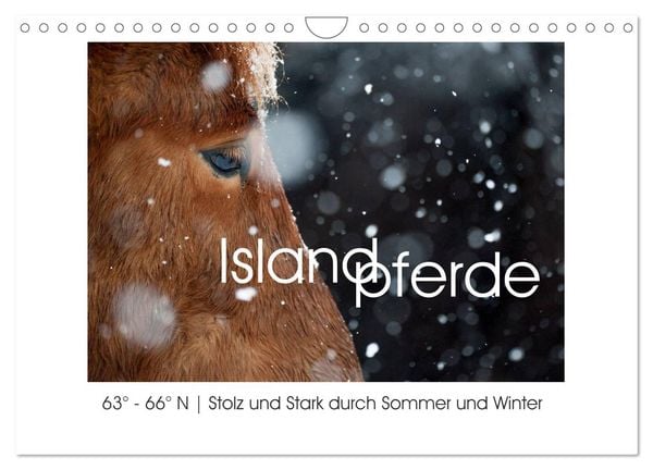 Produktbild: Islandpferde - Stolz und Stark durch Sommer und Winter (Wandkalender 2026 DIN A4 quer), CALVENDO Monatskalender