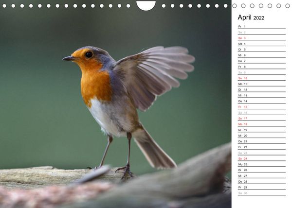 Produktbild: Gefiederte Sch&ouml;nheiten in Aktion (Wandkalender 2022 DIN A4 quer)