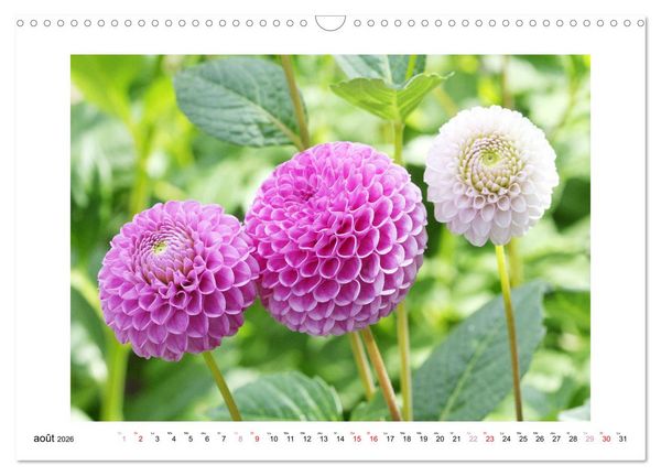 Produktbild: Mes dahlias ador&eacute;s (Calendrier mural 2026 DIN A3 vertical), CALVENDO calendrier mensuel