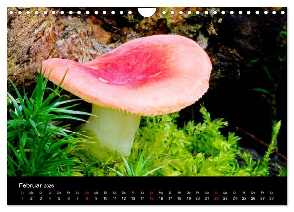 Produktbild: Pilze (Wandkalender 2026 DIN A4 quer), CALVENDO Monatskalender