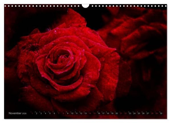 Produktbild: Gothic Rose - Rosen aus dem Garten der Finsternis (Wandkalender 2026 DIN A3 quer), CALVENDO Monatskalender