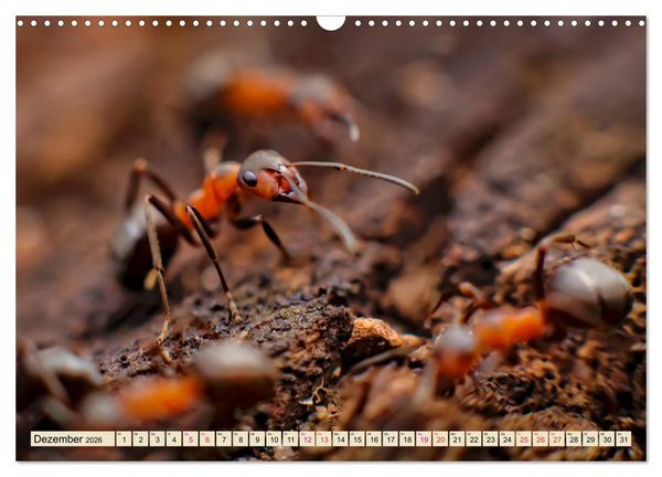 Produktbild: Ameisen - Ordnung im Durcheinander (Wandkalender 2026 DIN A3 quer), CALVENDO Monatskalender