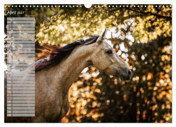 Produktbild: Pferde - Spiegel deiner Seele (Wandkalender 2027 DIN A3 quer), CALVENDO Monatskalender
