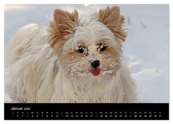 Produktbild: Mit dem Yorki durch das Jahr 2026 (Wandkalender 2026 DIN A2 quer), CALVENDO Monatskalender