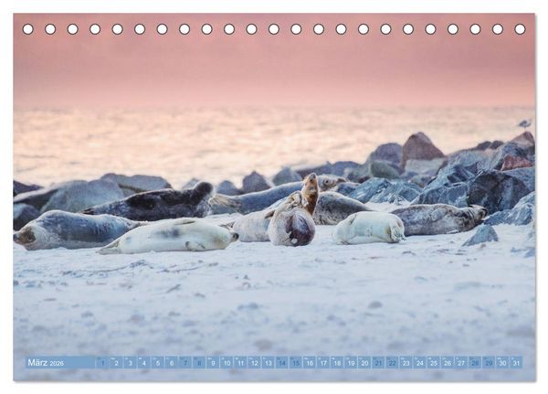Produktbild: Kegelrobben - Die Kegelrobben von Helgoland (Tischkalender 2026 DIN A5 quer), CALVENDO Monatskalender