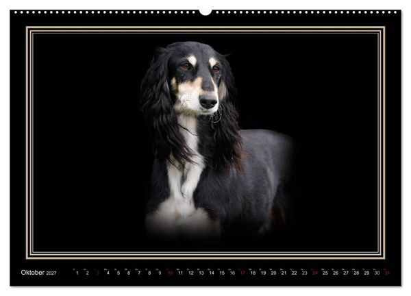 Produktbild: Saluki 2027 (Wandkalender 2027 DIN A2 quer), CALVENDO Monatskalender