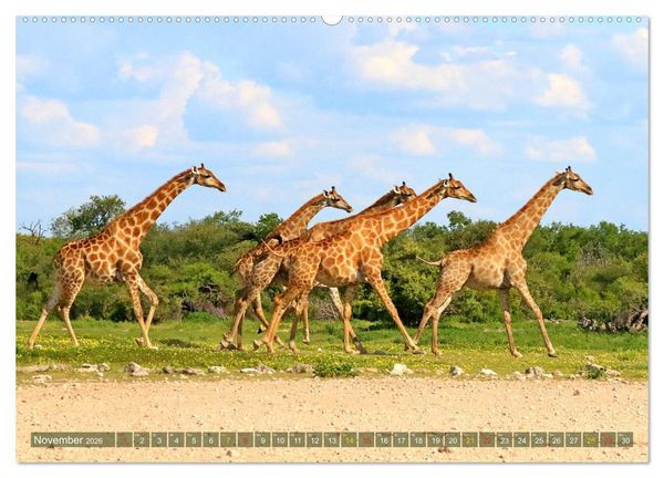 Produktbild: Giraffen - Sanftheit und Anmut (hochwertiger Premium Wandkalender 2026 DIN A2 quer), Kunstdruck in Hochglanz