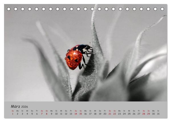 Produktbild: Gl&uuml;cksk&auml;fer (Tischkalender 2026 DIN A5 quer), CALVENDO Monatskalender