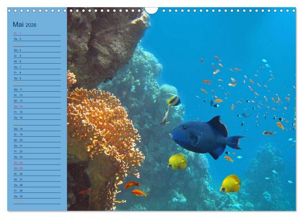 Produktbild: Momente im Blau - Ein Terminplaner f&uuml;r Unterwasser-Freunde (Wandkalender 2026 DIN A3 quer), CALVENDO Monatskalender