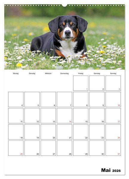 Produktbild: Entlebucher Sennenhunde begleiten Sie durch das Jahr (Wandkalender 2026 DIN A2 hoch), CALVENDO Monatskalender