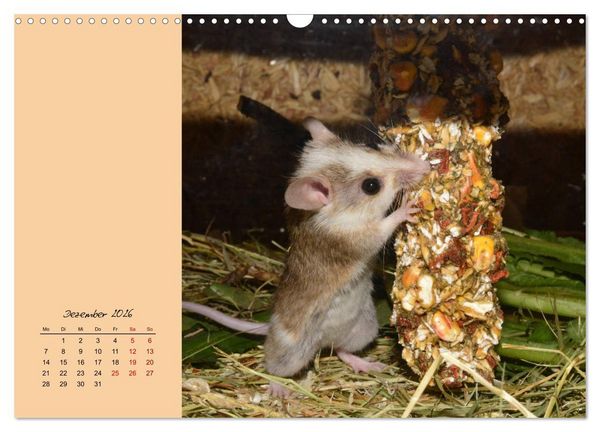 Produktbild: Mausige Zeiten! Putzige Gesellen mit Knopfaugen (Wandkalender 2026 DIN A3 quer), CALVENDO Monatskalender