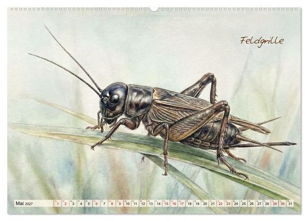 Produktbild: Kleine Wunder in Aquarell - Heimische Insekten kunstvoll illustriert (hochwertiger Premium Wandkalender 2027 DIN A2 quer), Kunstdruck in Hochglanz