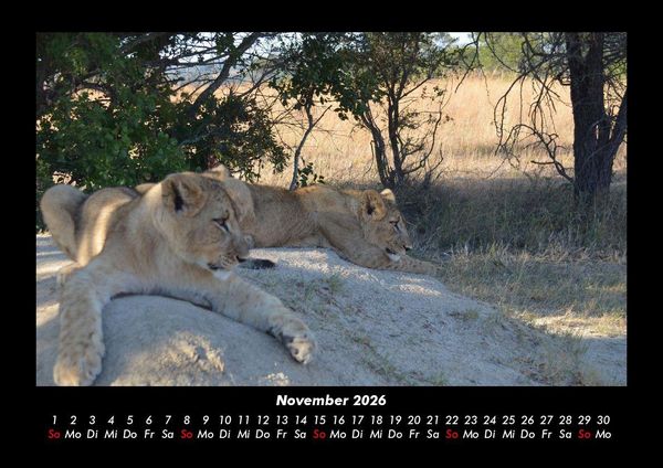 Produktbild: L&ouml;wen in der Wildnis 2026 Fotokalender DIN A3