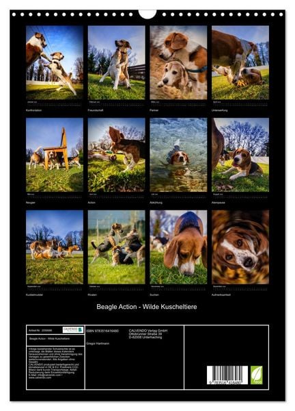 Produktbild: Beagle Action - Wilde Kuscheltiere (Wandkalender 2026 DIN A3 hoch), CALVENDO Monatskalender