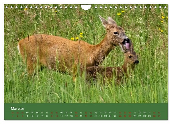 Produktbild: Augen auf - versteckte Tierwelt (Wandkalender 2026 DIN A4 quer), CALVENDO Monatskalender