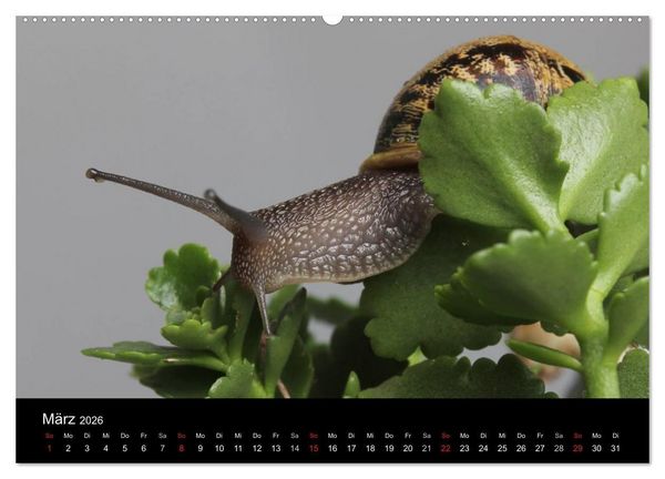 Produktbild: Lautlose Begleiter - Schnecken (hochwertiger Premium Wandkalender 2026 DIN A2 quer), Kunstdruck in Hochglanz