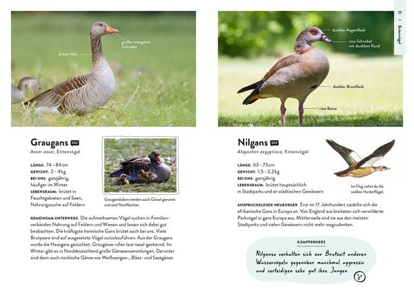 Produktbild: Nature Guide V&ouml;gel
