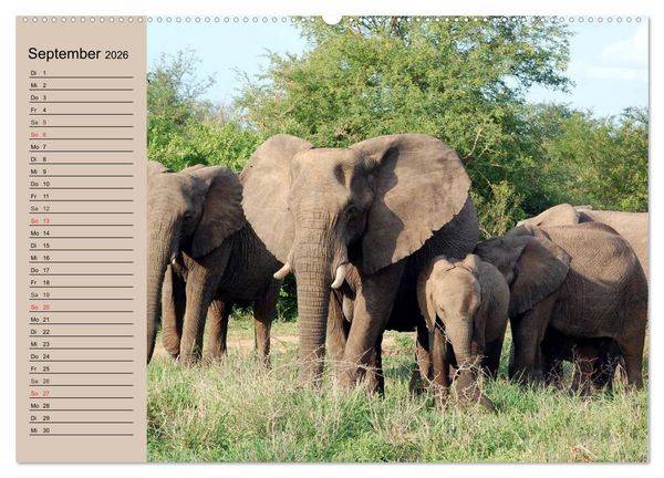 Produktbild: Elefanten in freier Wildbahn (Wandkalender 2026 DIN A2 quer), CALVENDO Monatskalender