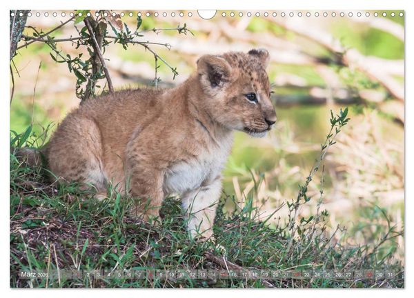 Produktbild: L&ouml;wen - Raubkatzen Afrikas (Wandkalender 2026 DIN A3 quer), CALVENDO Monatskalender