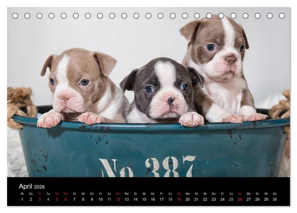 Produktbild: Colored Boston Terrier 2026 (Tischkalender 2026 DIN A5 quer), CALVENDO Monatskalender