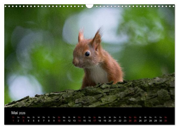 Produktbild: Mit dem Eichh&ouml;rnchen durchs Jahr (Wandkalender 2026 DIN A3 quer), CALVENDO Monatskalender