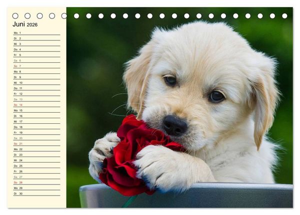Produktbild: Das Gl&uuml;ck hat einen Namen - Golden Retriever (Tischkalender 2026 DIN A5 quer), CALVENDO Monatskalender