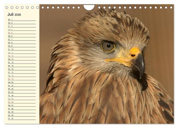 Produktbild: Greifv&ouml;gel (Wandkalender 2026 DIN A4 quer), CALVENDO Monatskalender