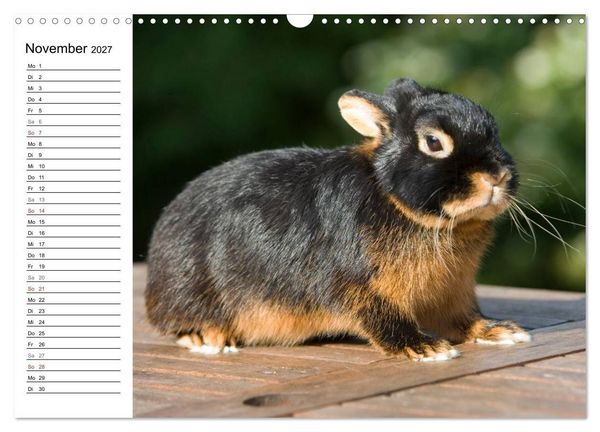 Produktbild: Kaninchen - knuddelige Hausgenossen (Wandkalender 2027 DIN A3 quer), CALVENDO Monatskalender
