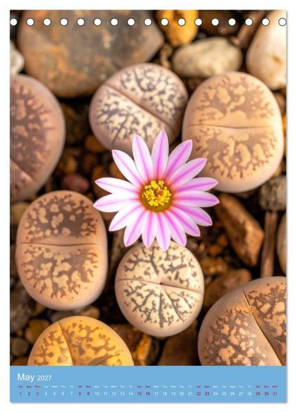 Produktbild: Succulents in Many Shapes (Desk Calendar 2027 DIN A5 portrait), CALVENDO 12 Month DeskCalendar